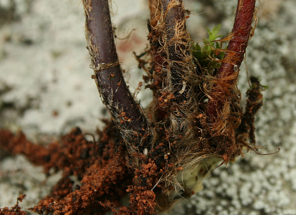Cheilanthes multifida Cheilanthes multifida