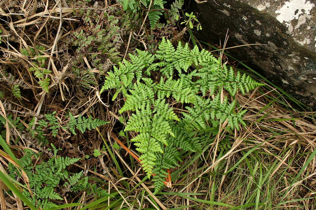 Cheilanthes quadripinnata Cheilanthes quadripinnata