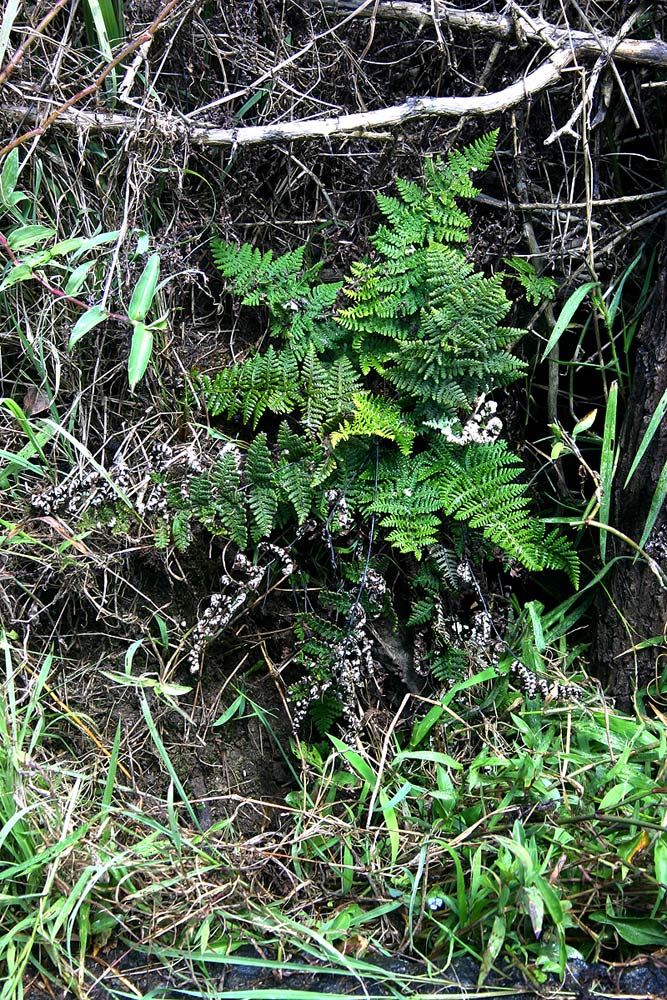 Aleuritopteris farinosa Aleuritopteris farinosa