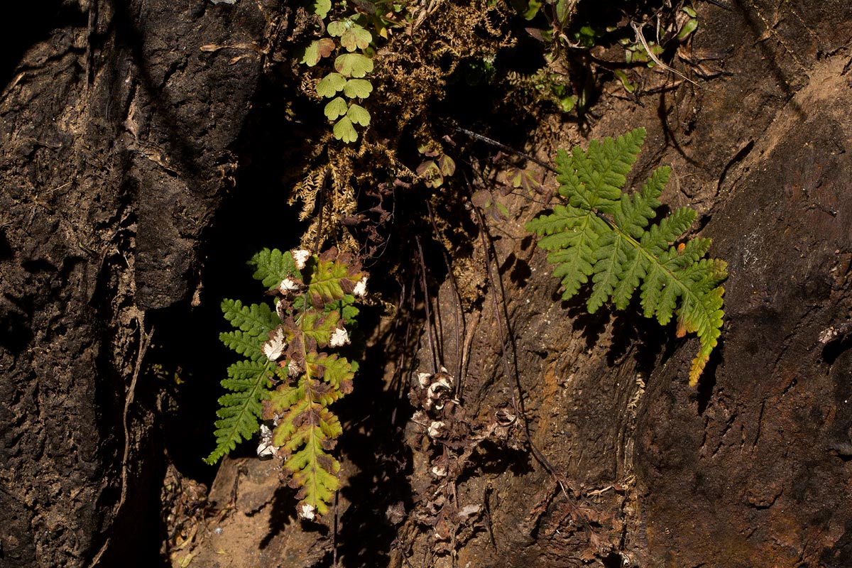 Aleuritopteris farinosa Aleuritopteris farinosa