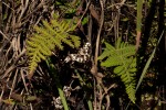 Aleuritopteris farinosa