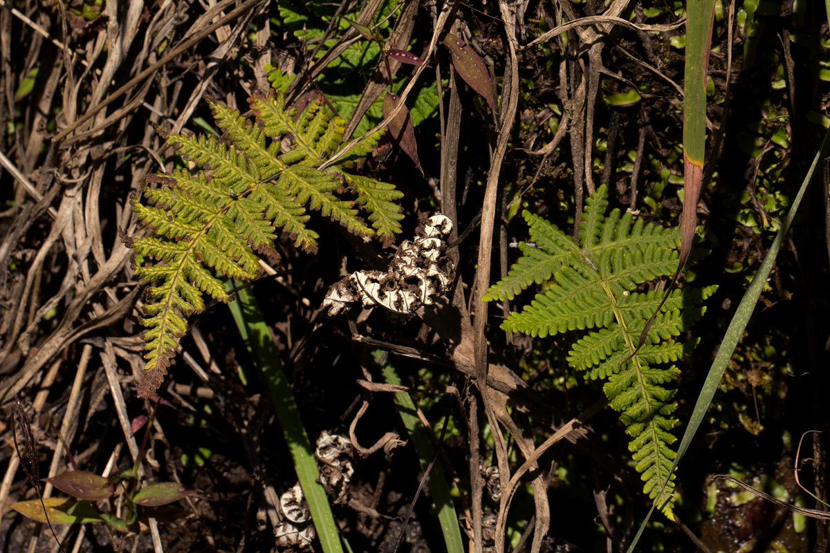 Aleuritopteris farinosa Aleuritopteris farinosa