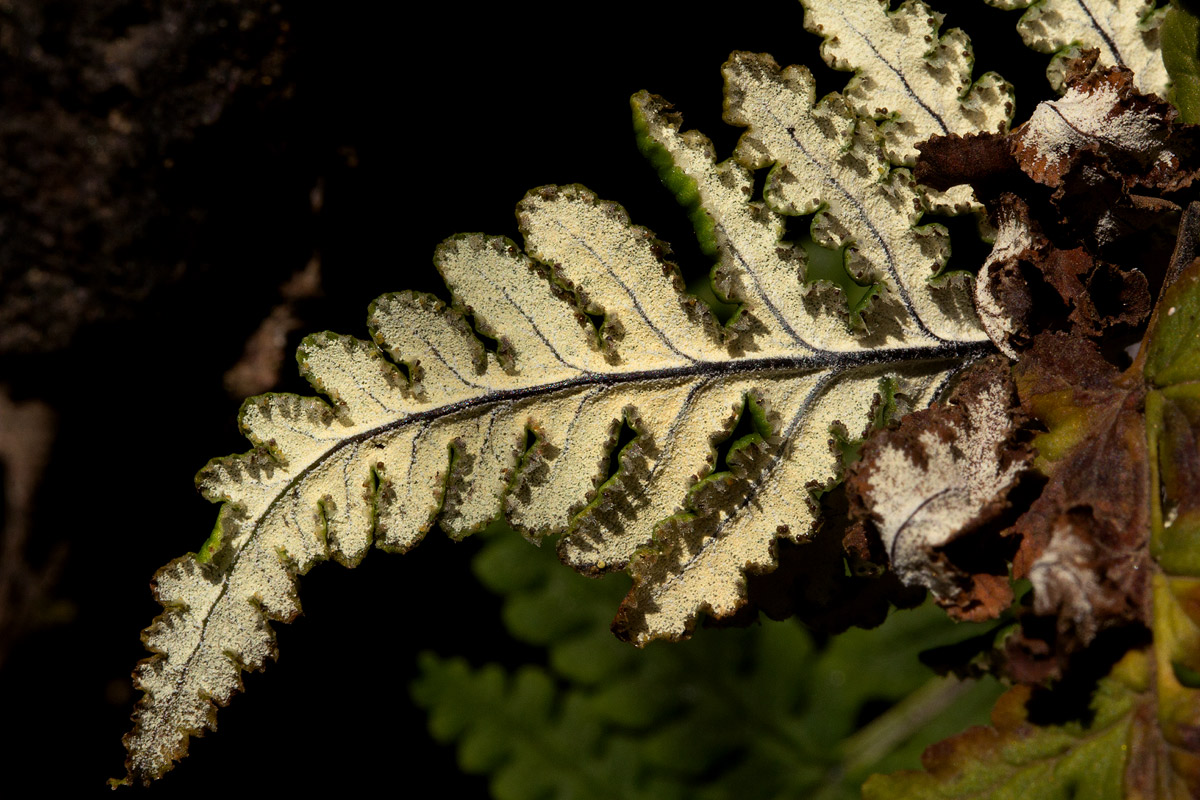 Aleuritopteris farinosa Aleuritopteris farinosa