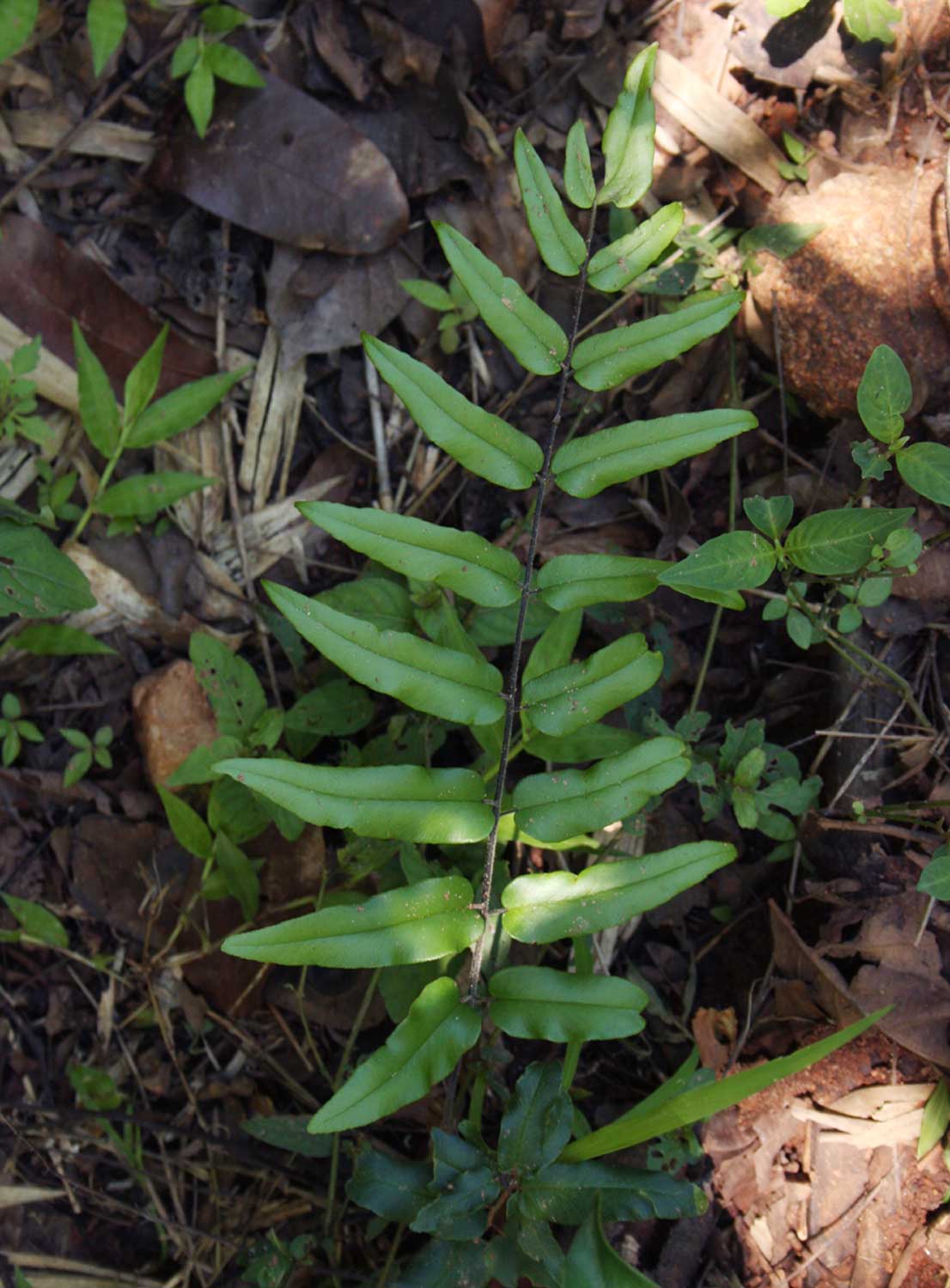 Pellaea doniana Pellaea doniana
