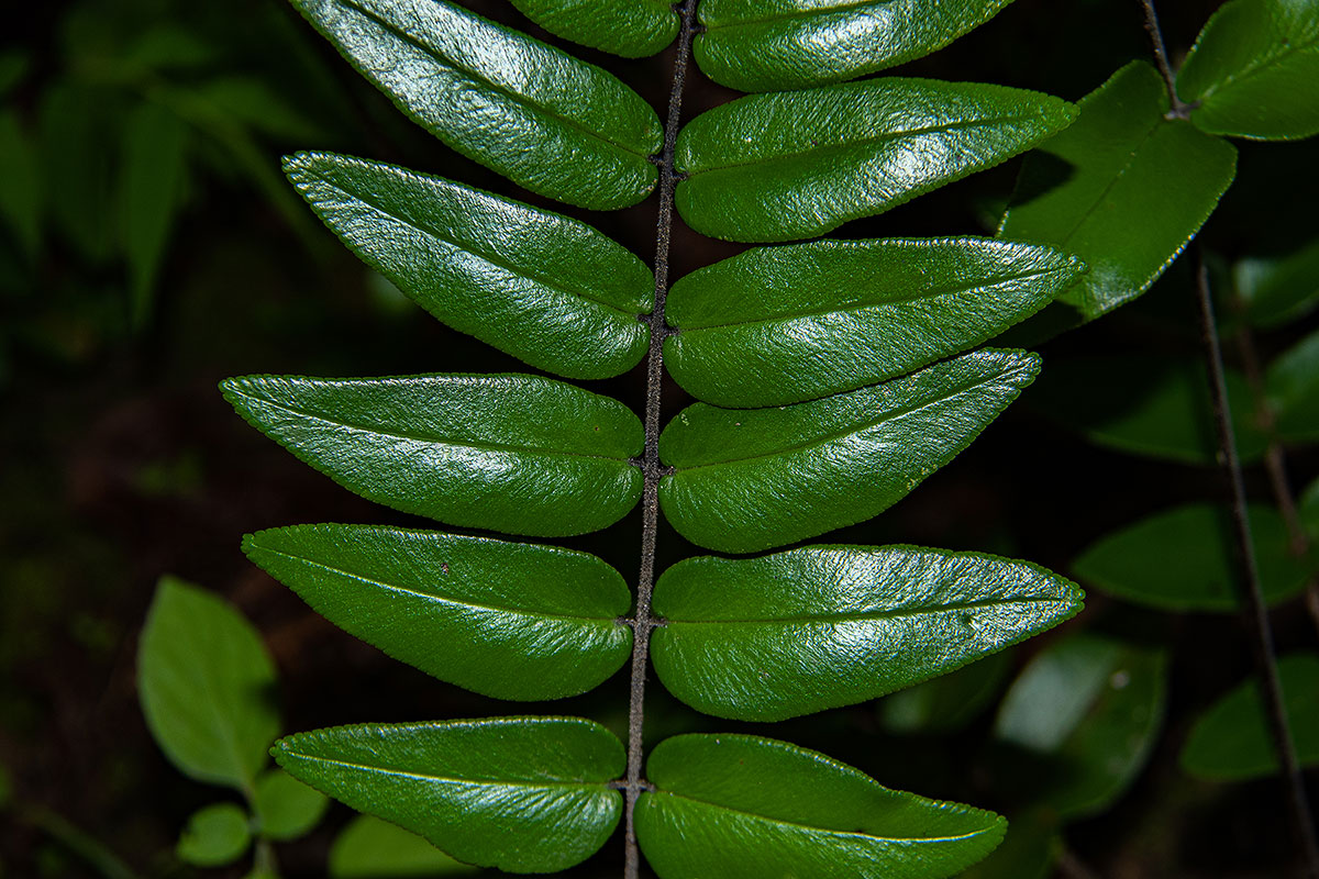 Pellaea doniana Pellaea doniana