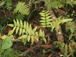 Pellaea doniana
