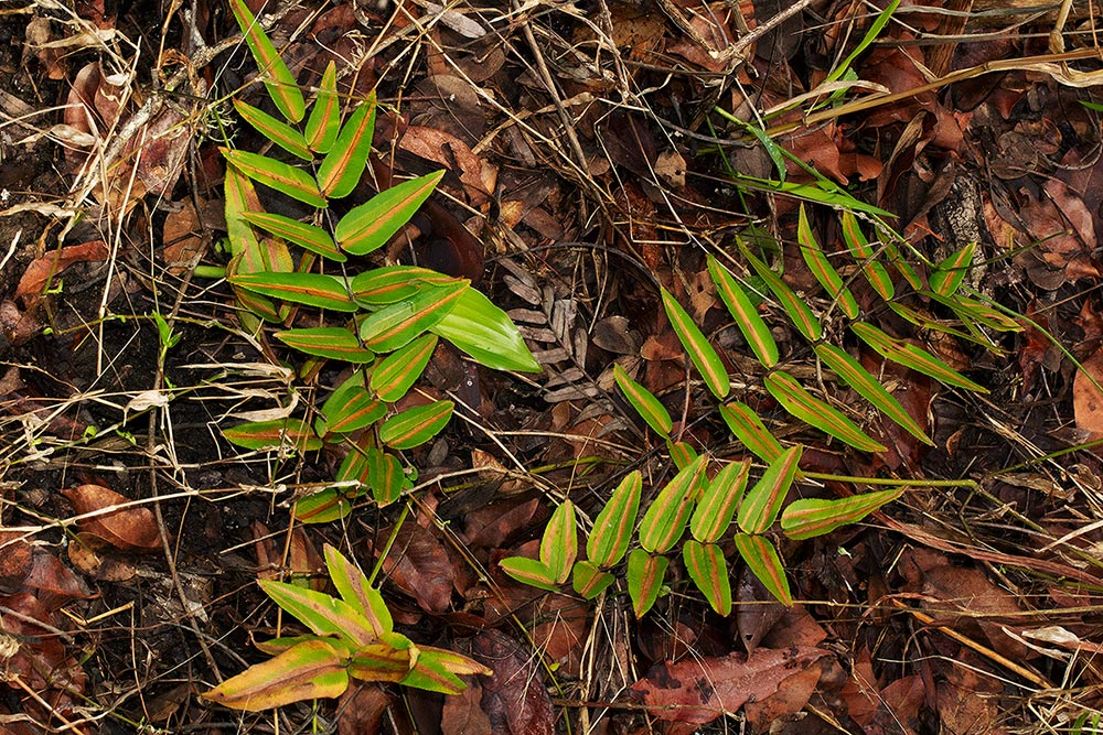 Pellaea doniana