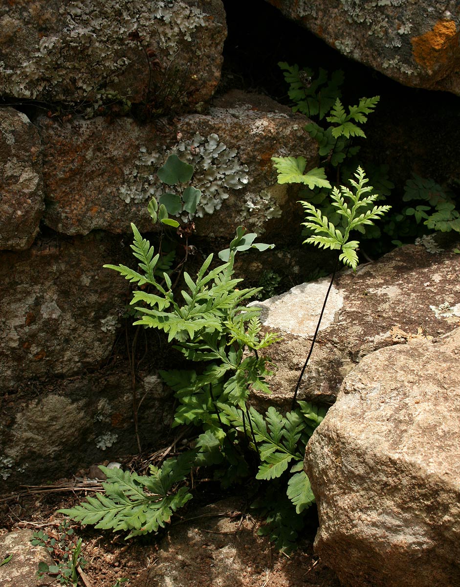 Doryopteris concolor Doryopteris concolor