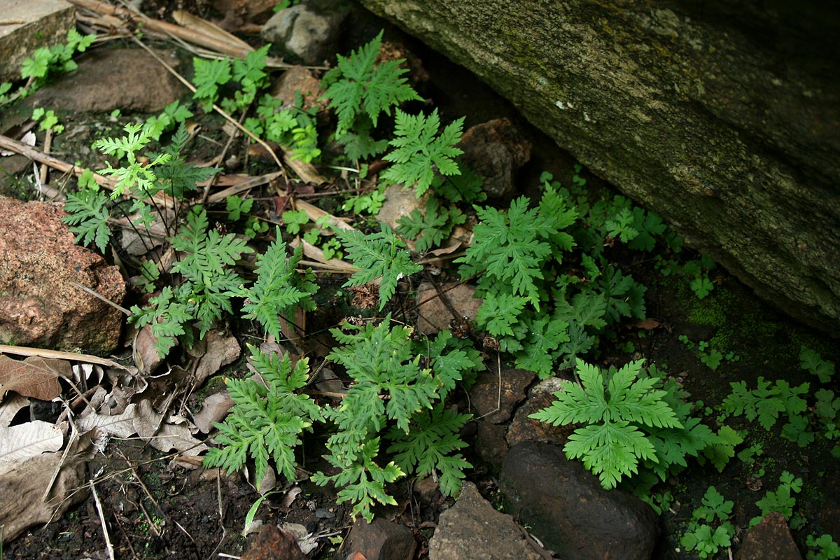 Doryopteris concolor Doryopteris concolor