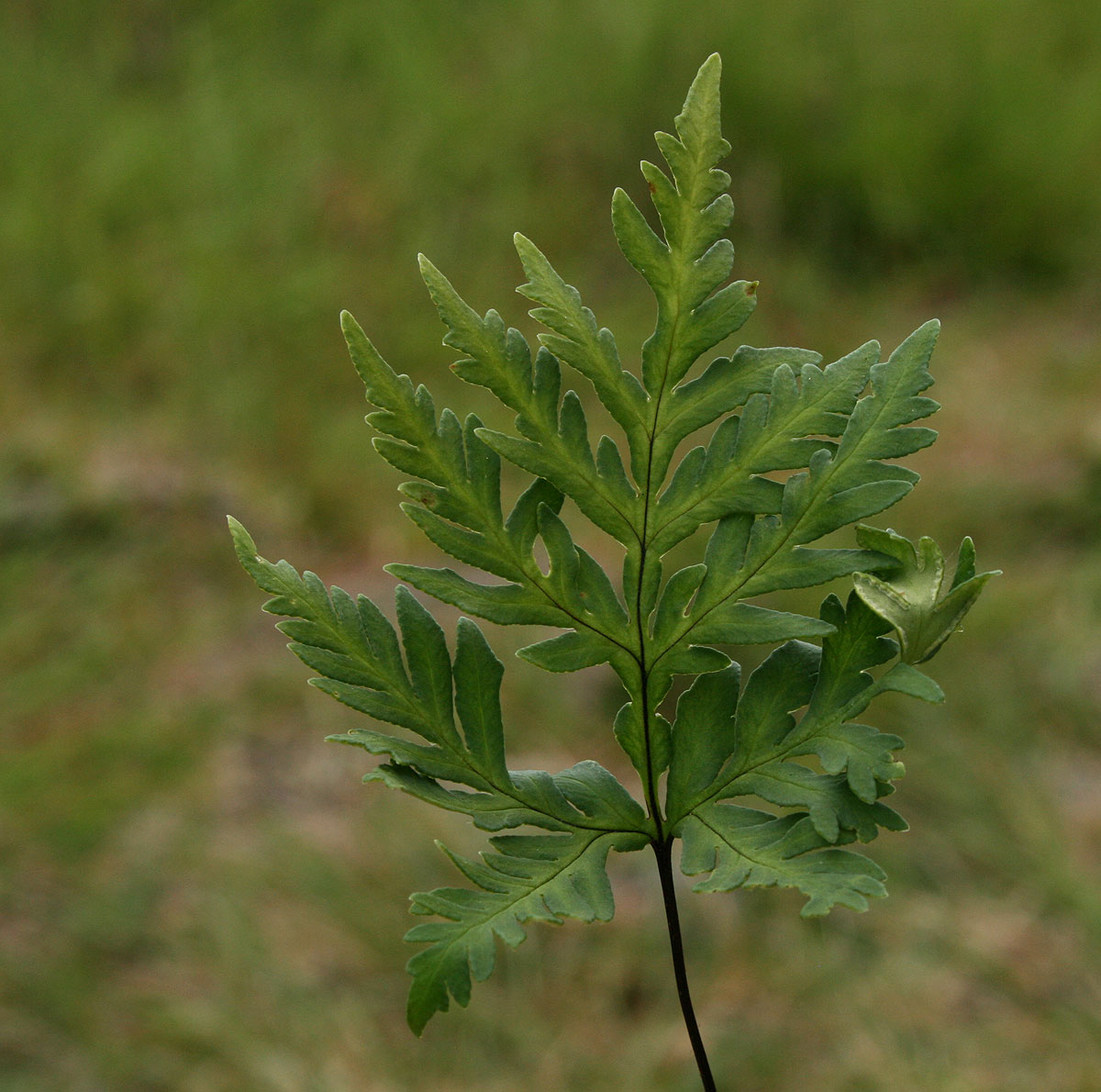 Doryopteris concolor Doryopteris concolor