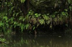 Adiantum capillus-veneris