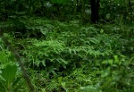 Adiantum patens subsp. oatesii