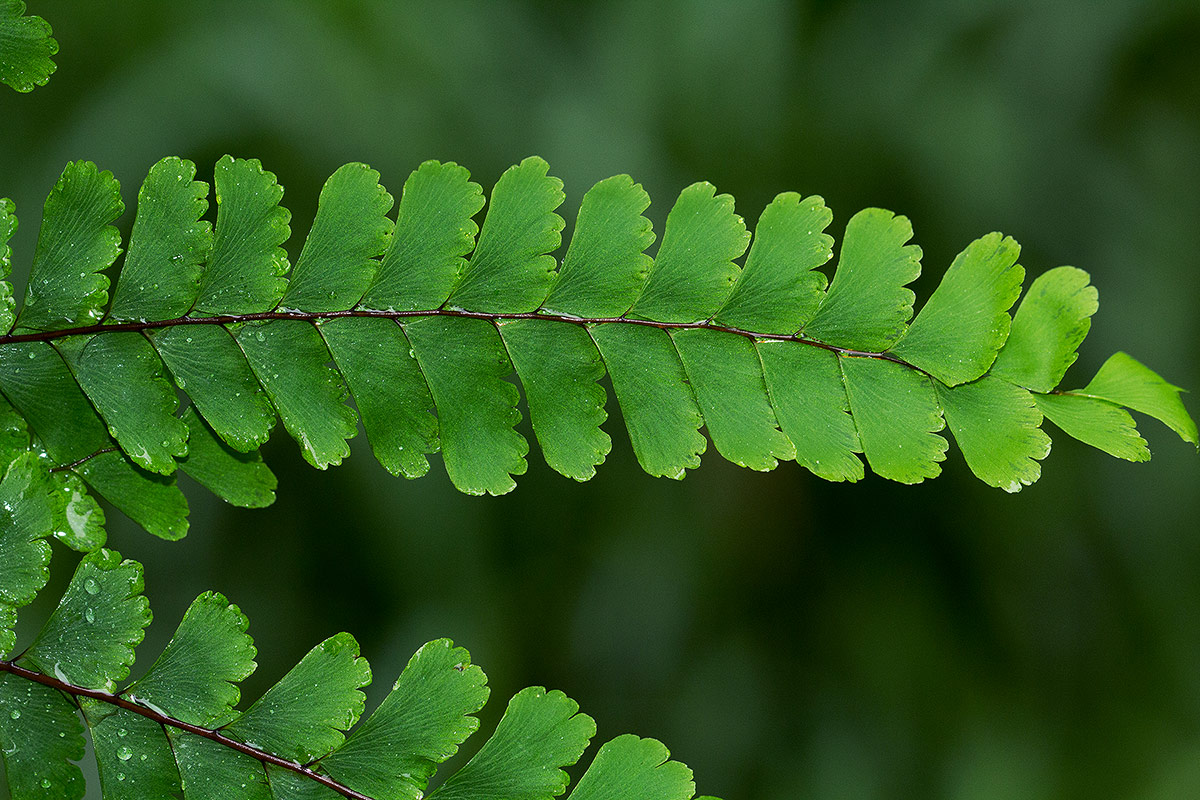 Adiantum patens subsp. oatesii Adiantum patens subsp. oatesii