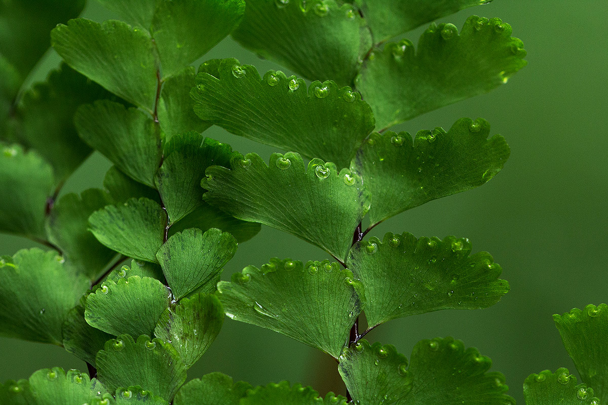 Adiantum patens subsp. oatesii Adiantum patens subsp. oatesii