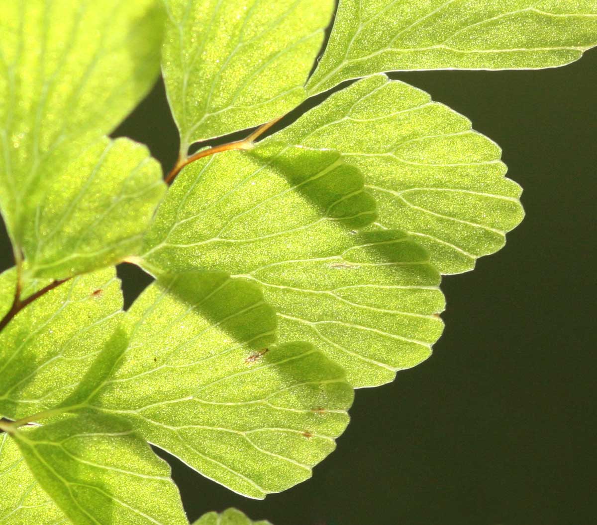 Adiantum raddianum Adiantum raddianum
