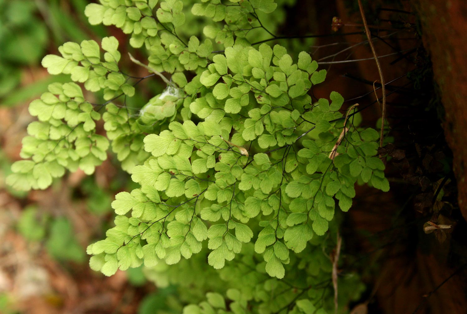 Adiantum raddianum Adiantum raddianum