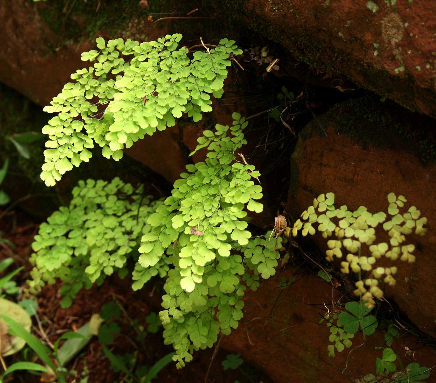 Adiantum raddianum Adiantum raddianum