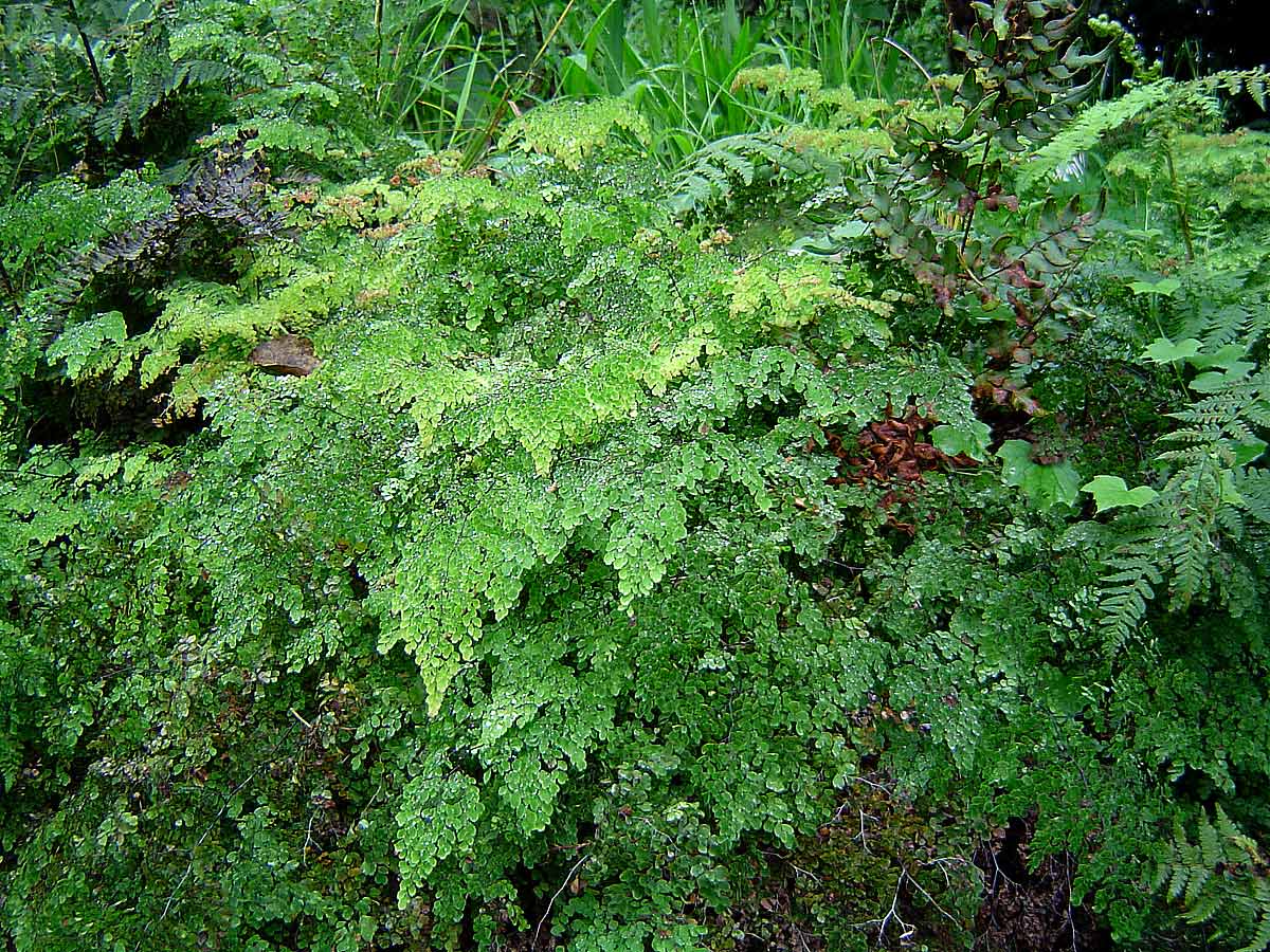 Adiantum raddianum Adiantum raddianum