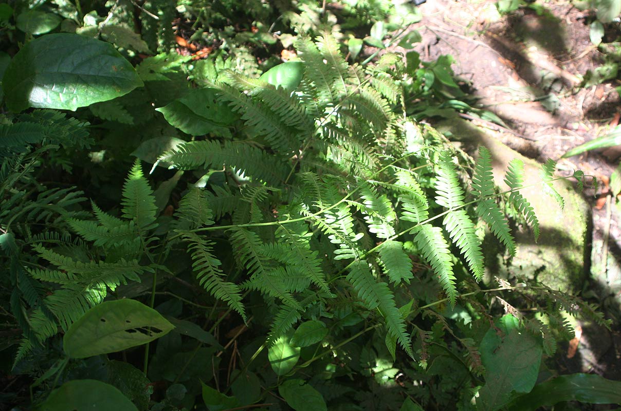 Pteris catoptera Pteris catoptera