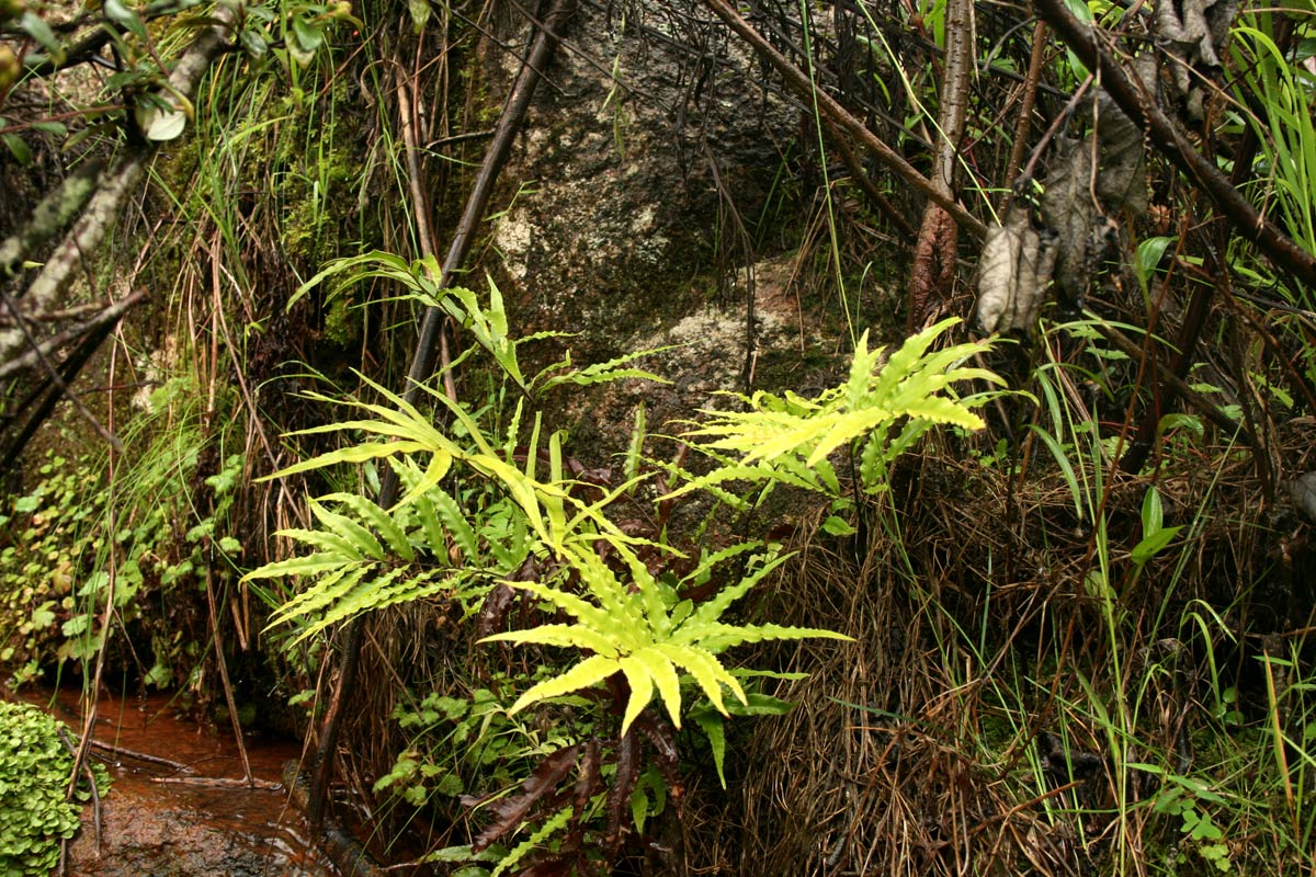 Pteris cretica Pteris cretica