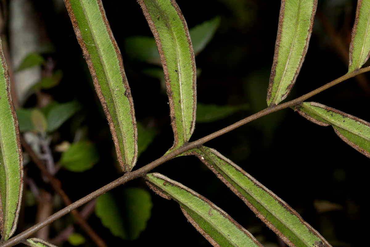 Pteris cretica Pteris cretica