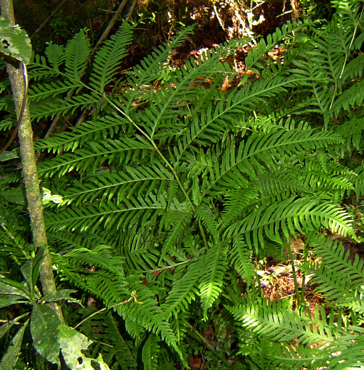 Pteris dentata Pteris dentata