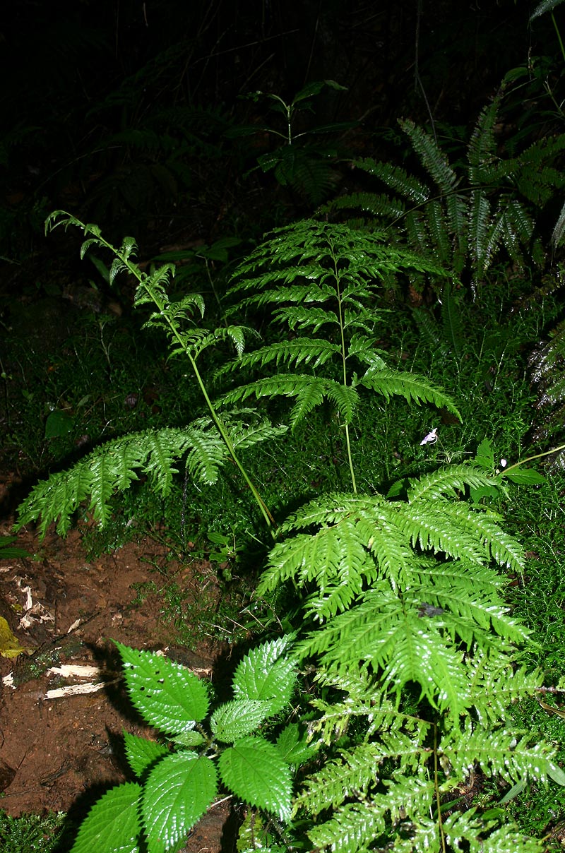 Pteris dentata Pteris dentata