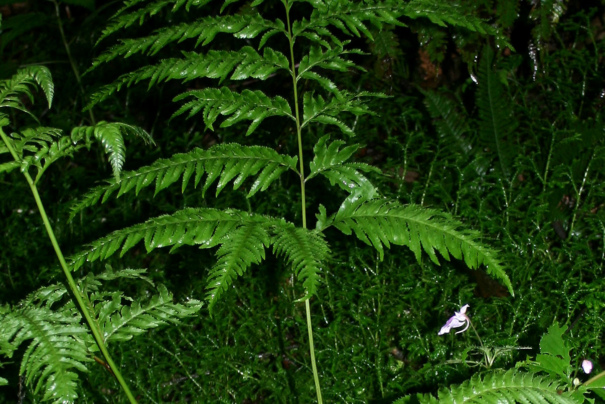 Pteris dentata Pteris dentata
