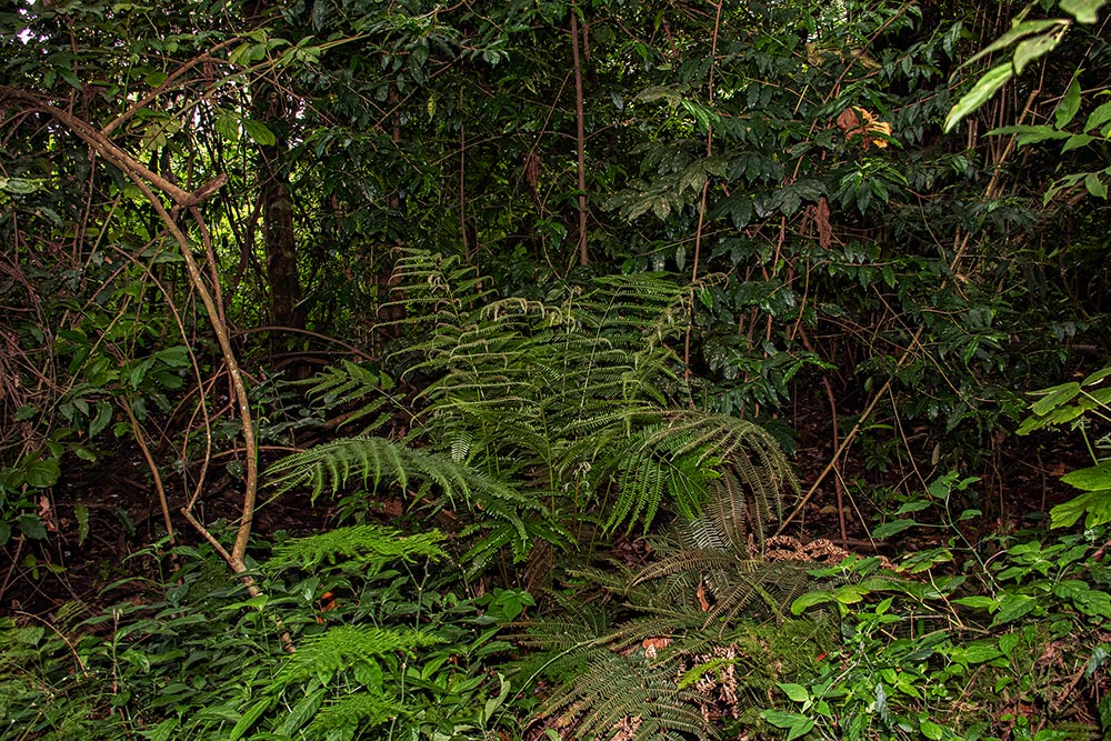 Pteris friesii Pteris friesii