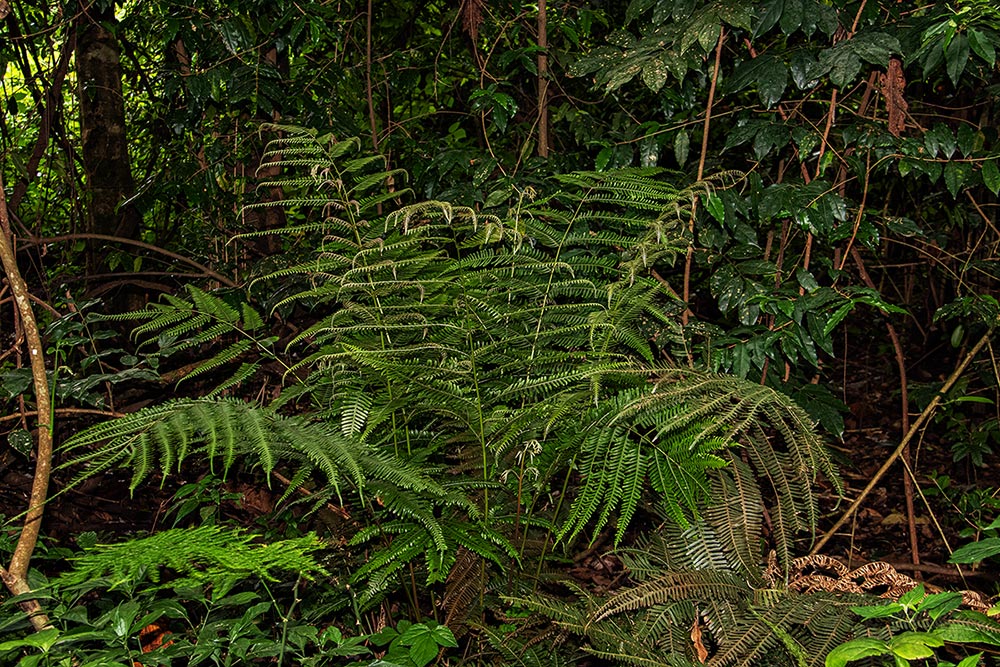 Pteris friesii Pteris friesii