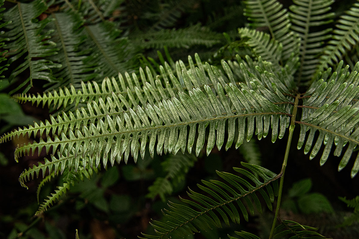 Pteris friesii Pteris friesii