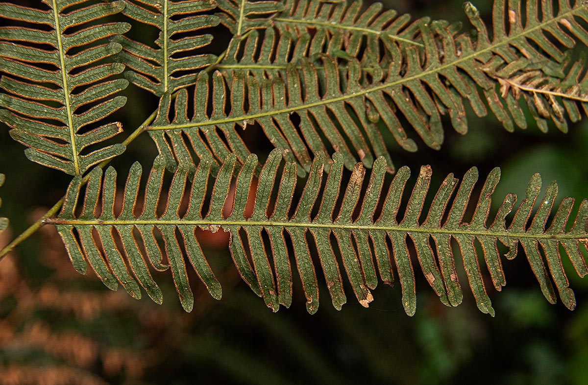 Pteris friesii Pteris friesii