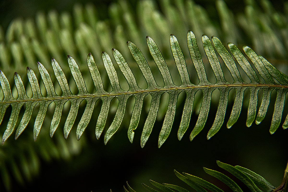 Pteris friesii Pteris friesii