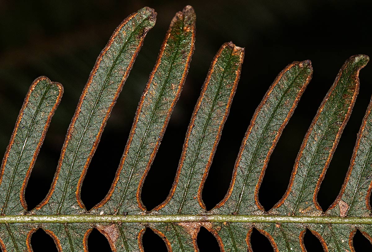 Pteris friesii Pteris friesii