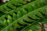Pteris friesii