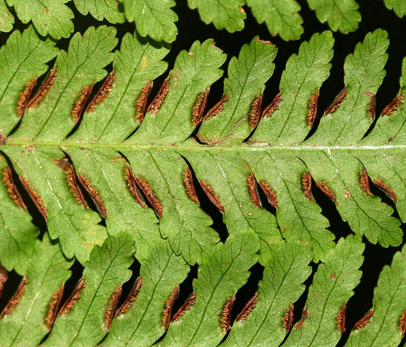 Pteris muricella Pteris muricella
