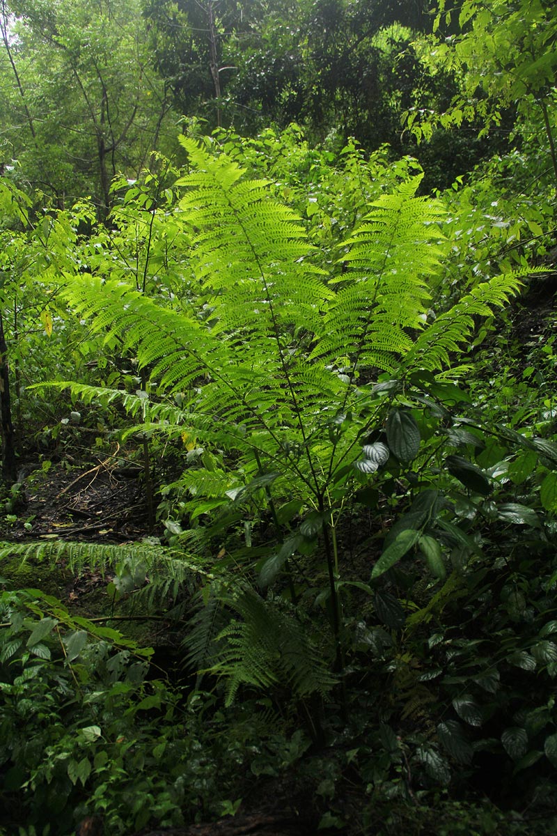 Pteris muricella Pteris muricella