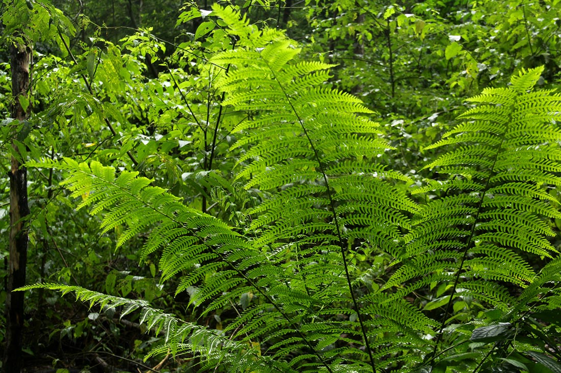 Pteris muricella Pteris muricella