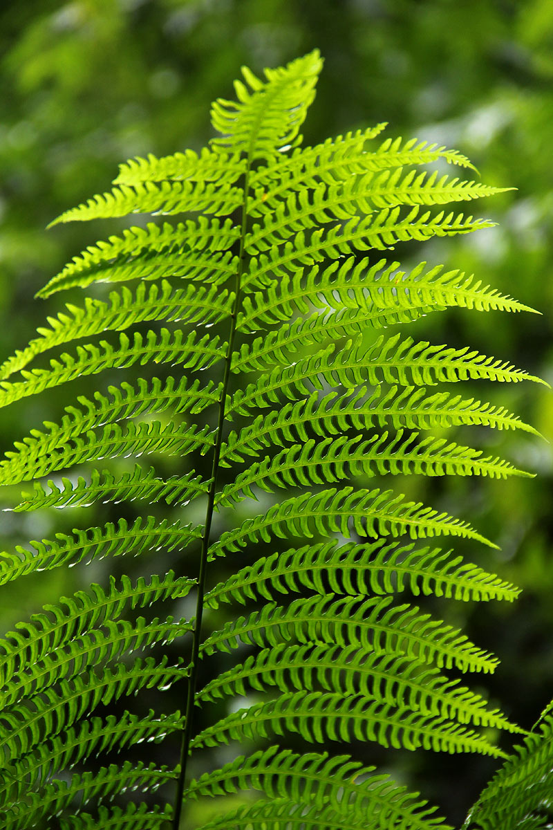 Pteris muricella Pteris muricella