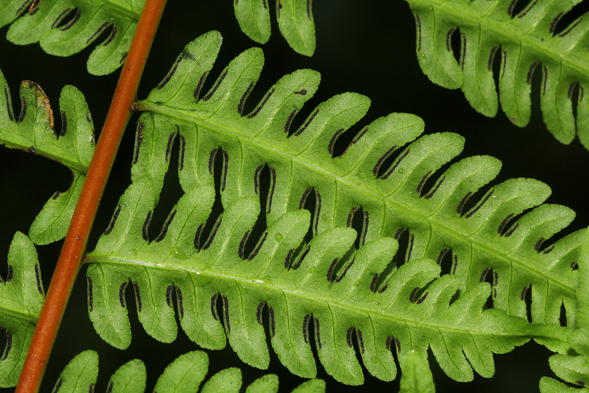 Pteris muricella Pteris muricella