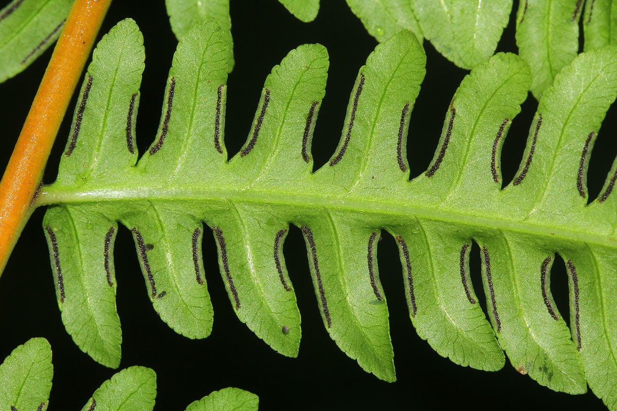 Pteris muricella Pteris muricella