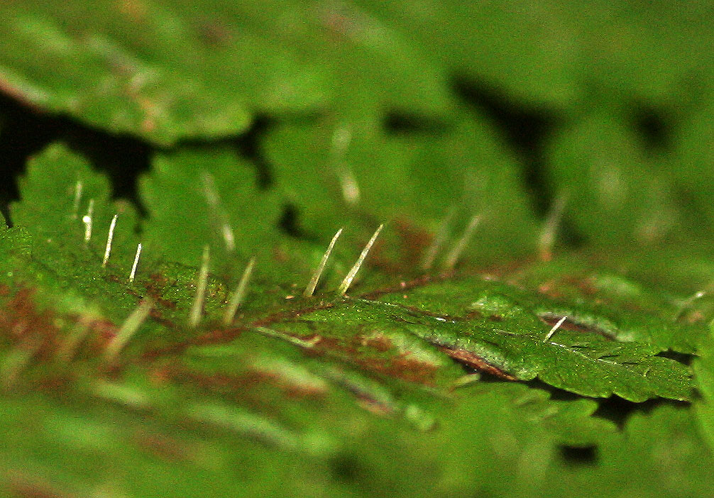 Pteris muricella Pteris muricella