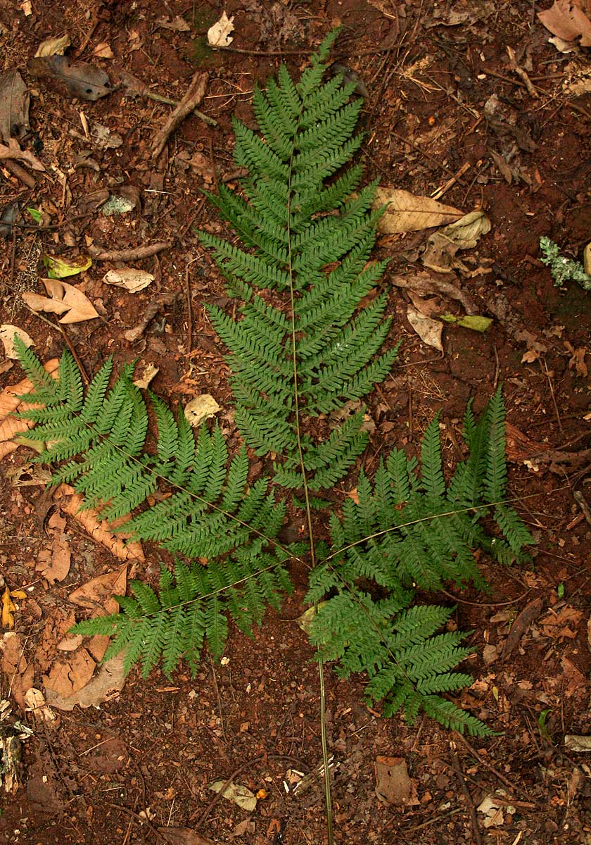 Pteris muricella Pteris muricella