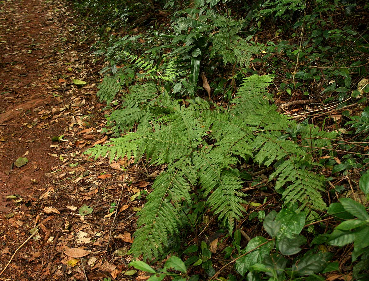 Pteris muricella Pteris muricella