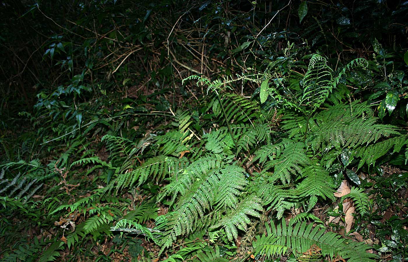 Pteris muricella Pteris muricella