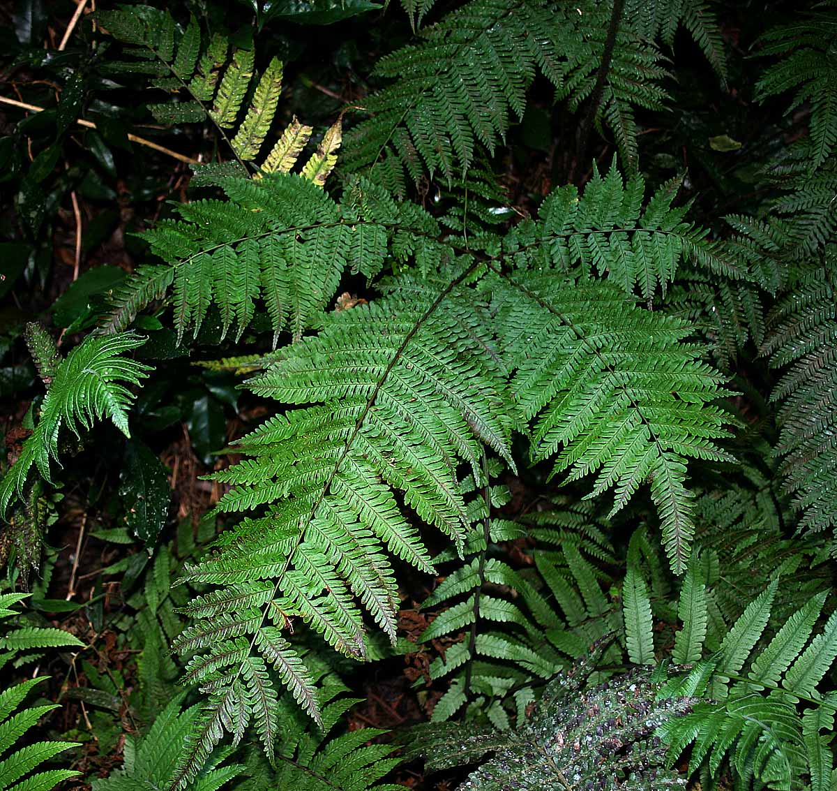 Pteris muricella Pteris muricella