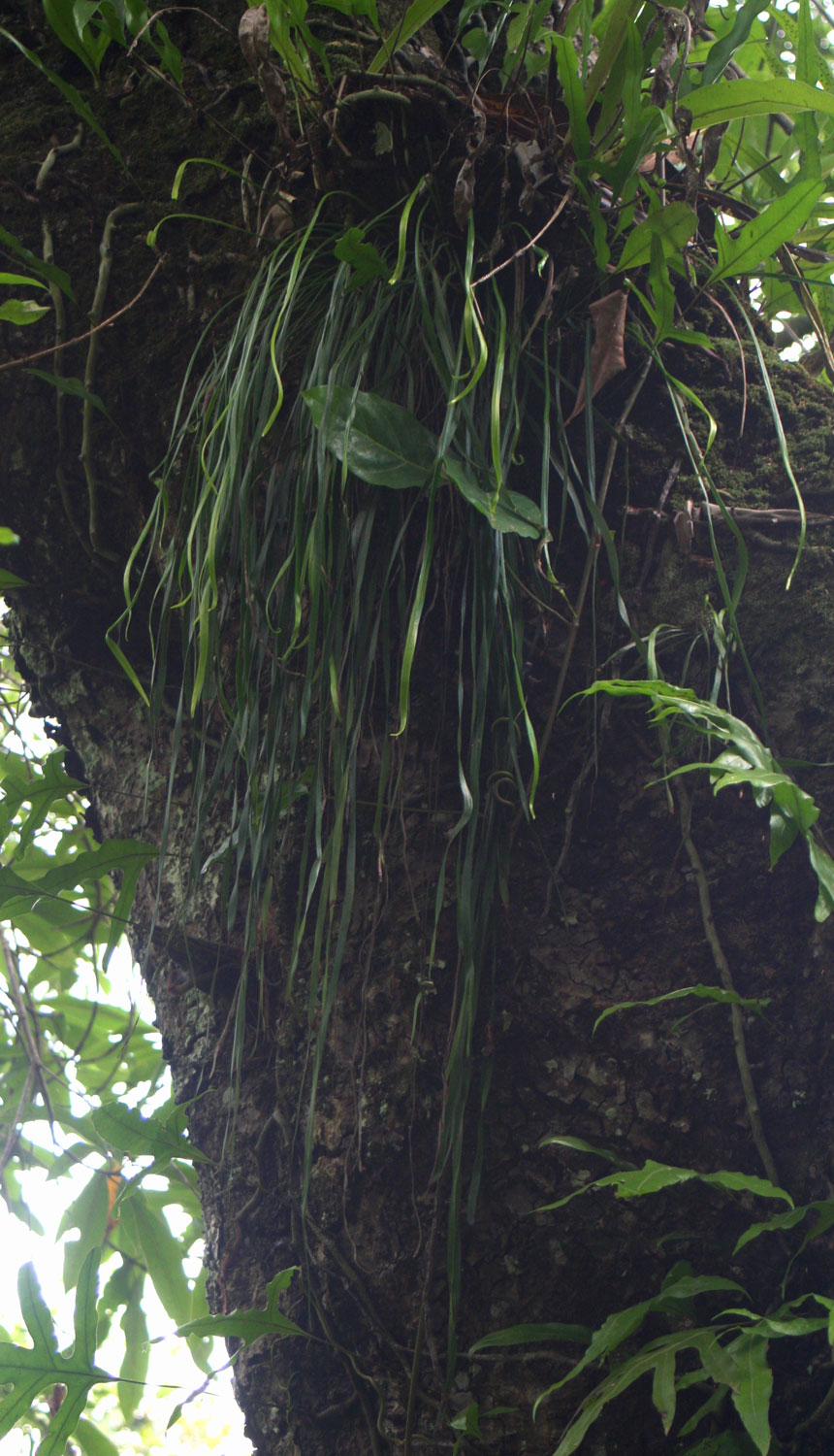 Vittaria elongata Vittaria elongata