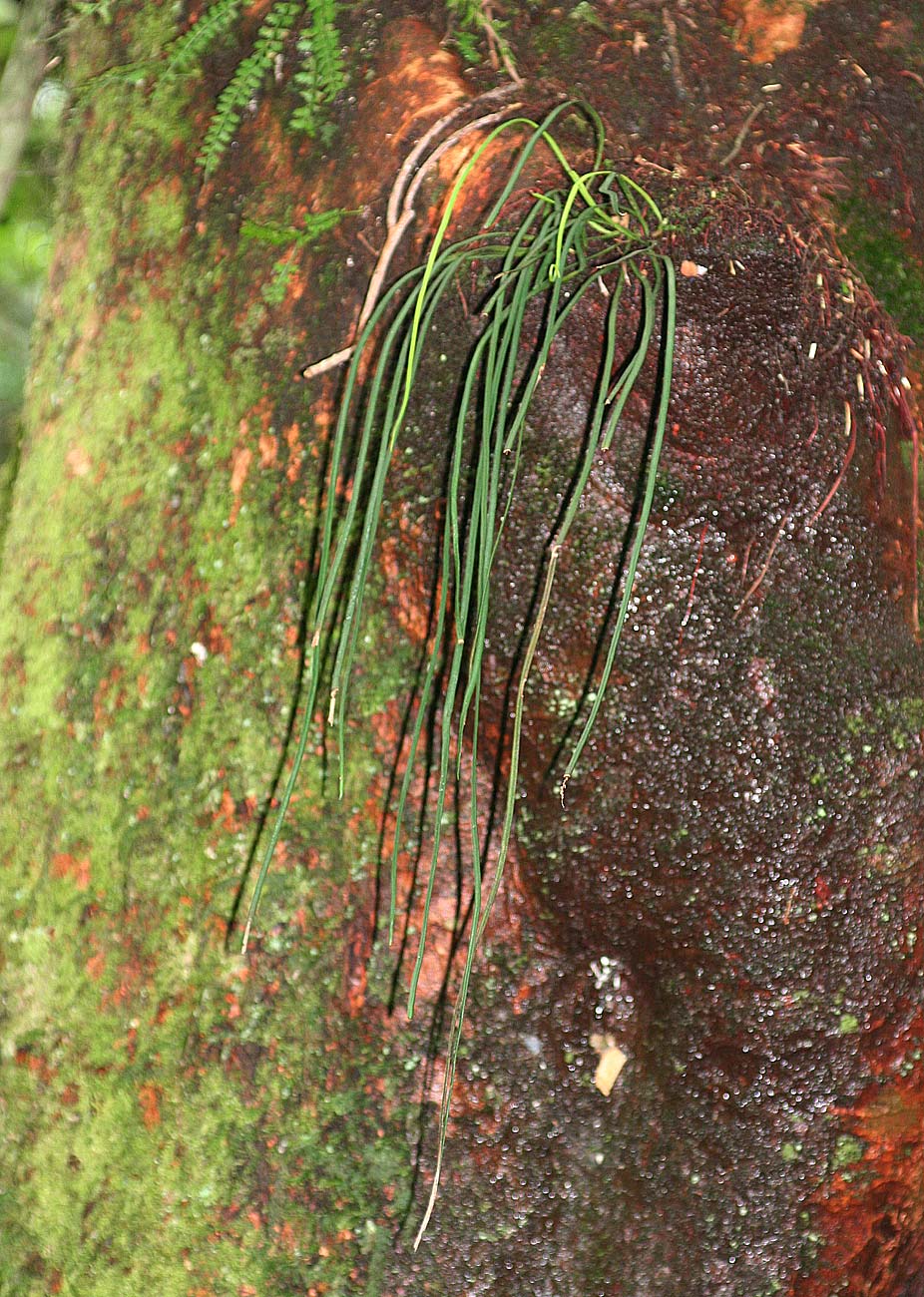 Vittaria isoetifolia Vittaria isoetifolia