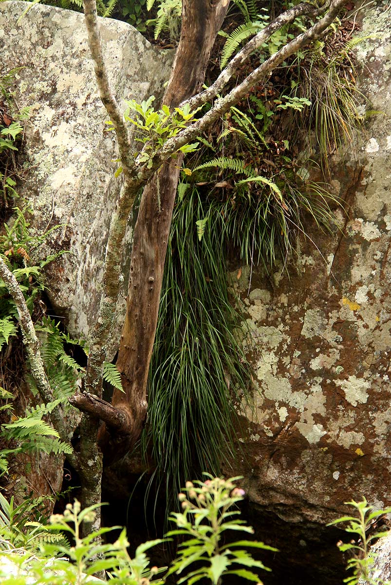 Vittaria isoetifolia Vittaria isoetifolia