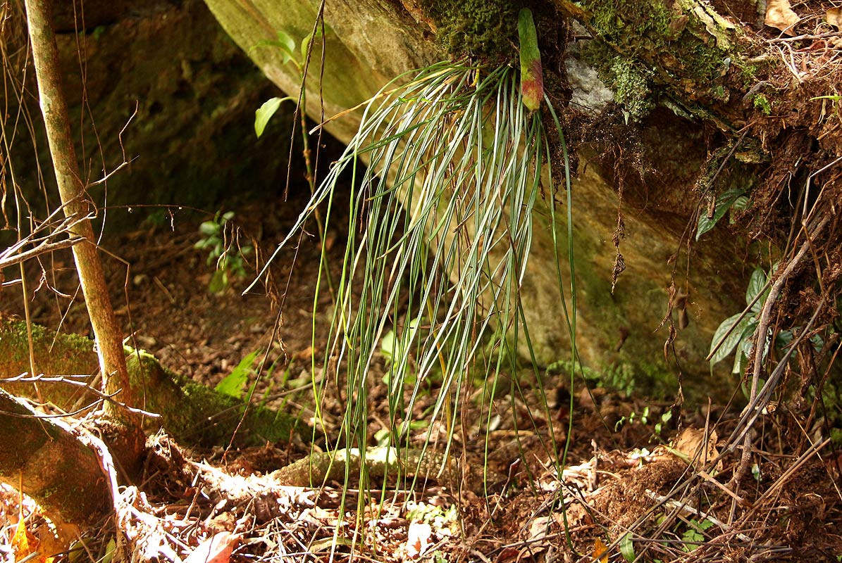 Vittaria isoetifolia Vittaria isoetifolia